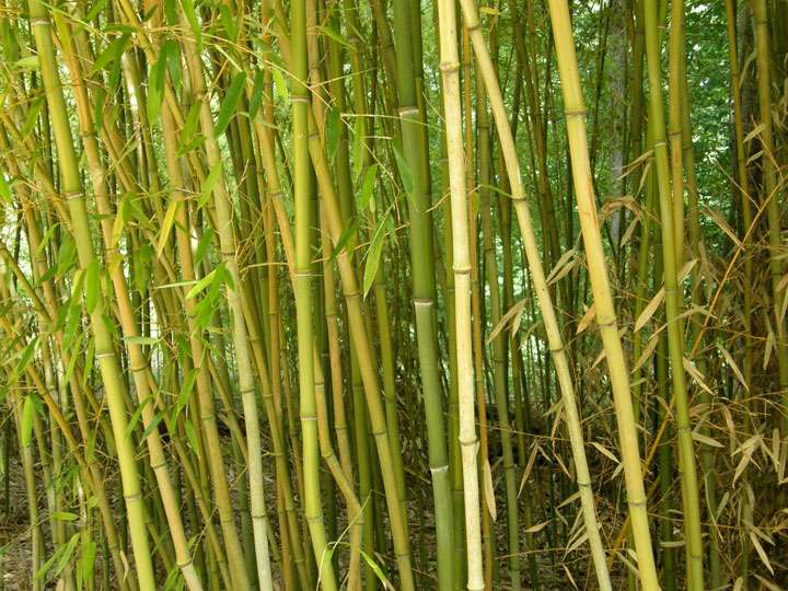 Bamboo in landscape