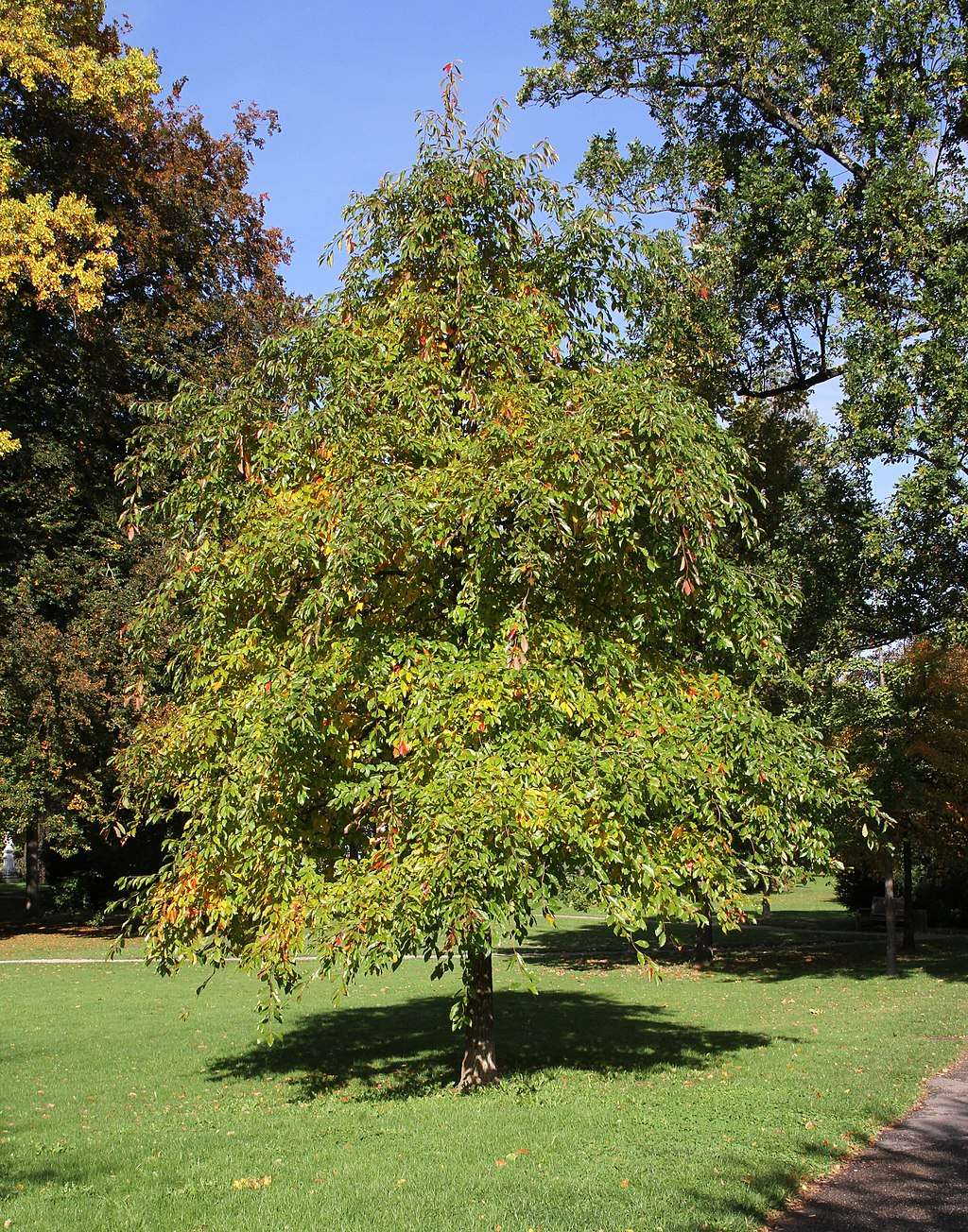 Black Gum Tree