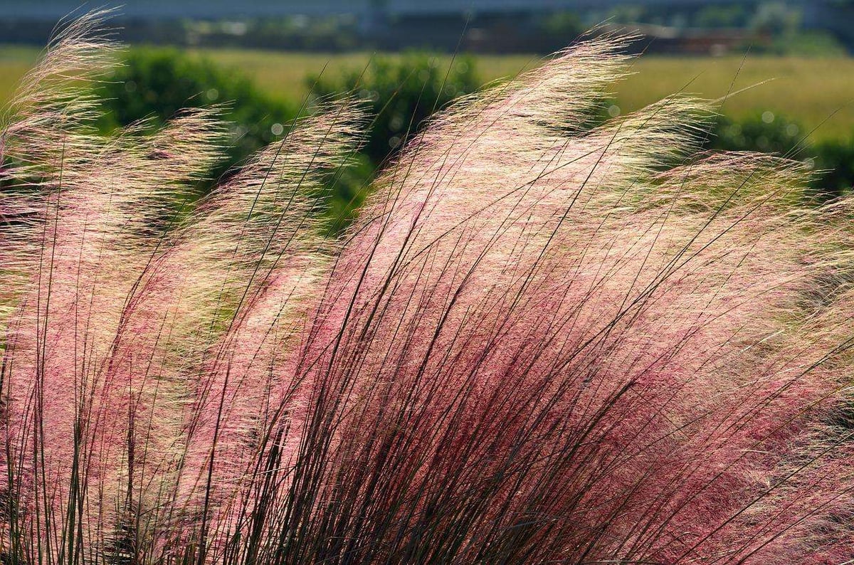 Ornamental Grass