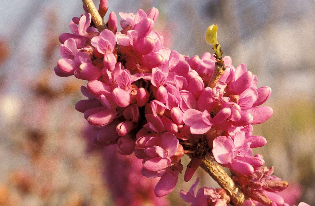 Chinese Redbud
