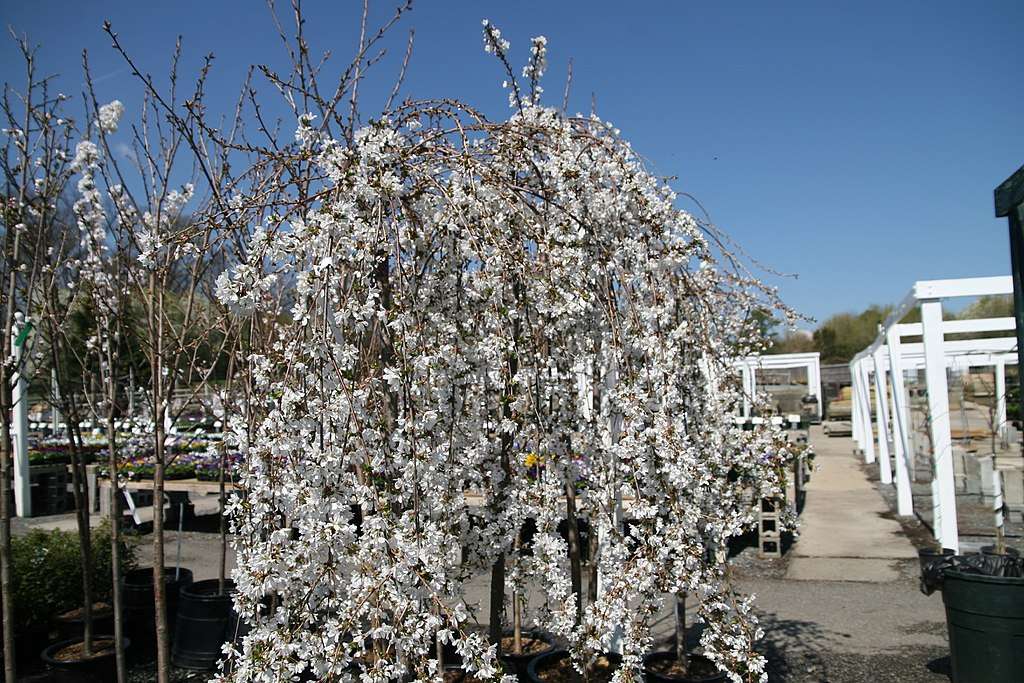 Dwarf Weeping Cherry