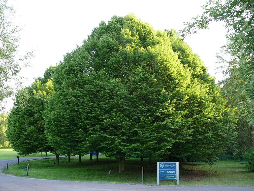 European Hornbeam