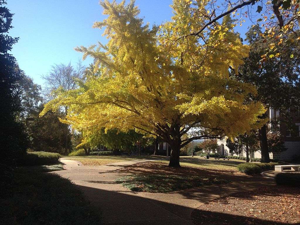 Gingko Tree