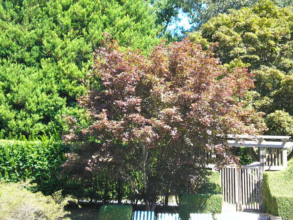 Japanese Red Maple