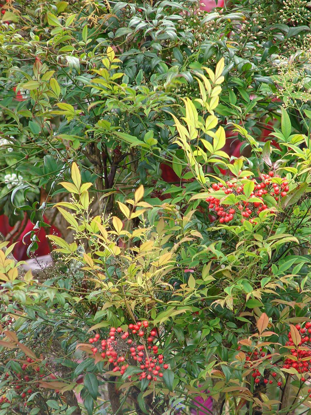 Nandina - Heavenly Bamboo