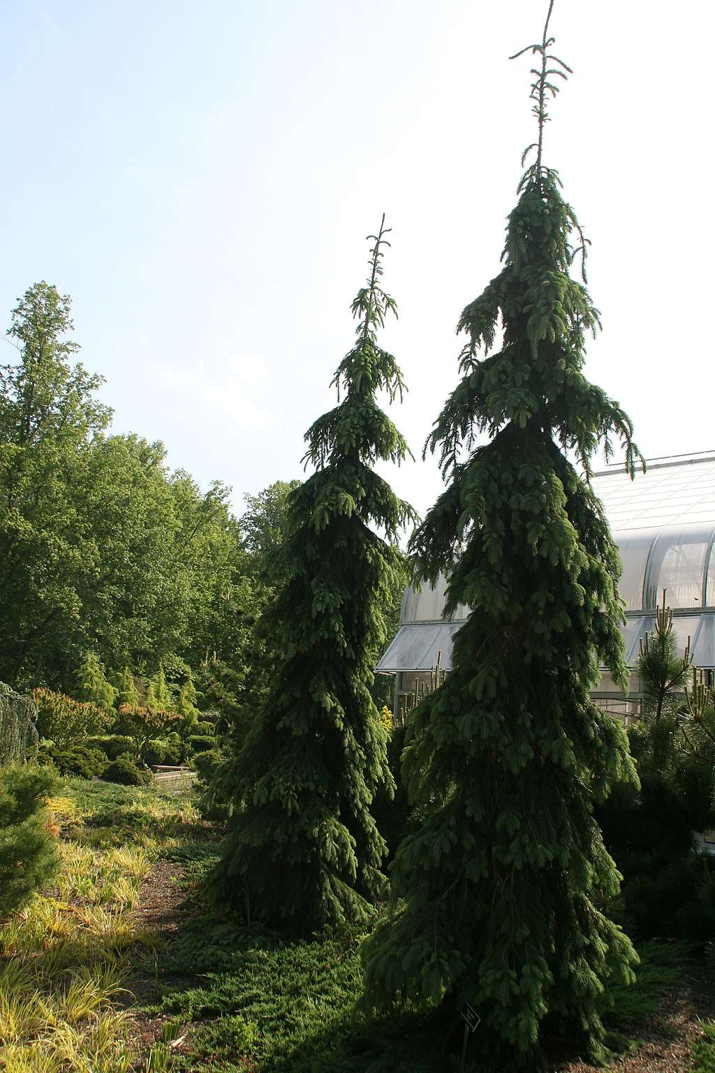 Weeping White Spruce