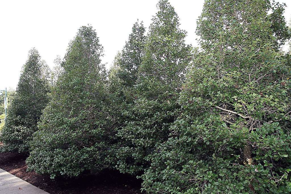 american holly