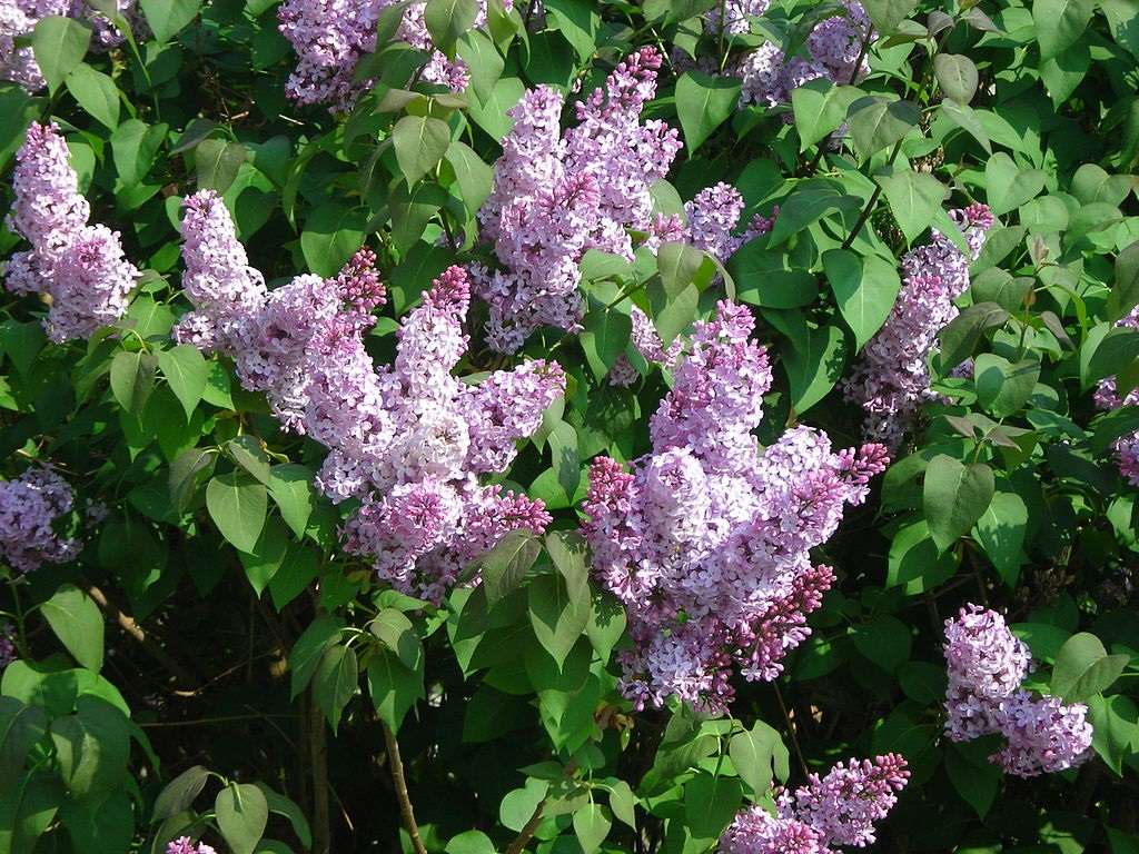 Deer resistant Common Lilac shrub