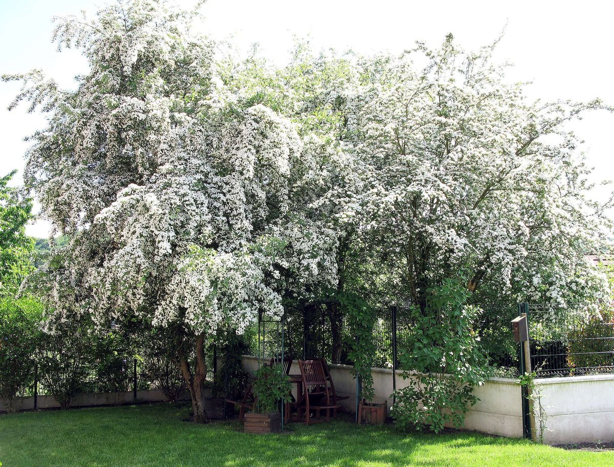 Deer resistant Hawhtorn tree