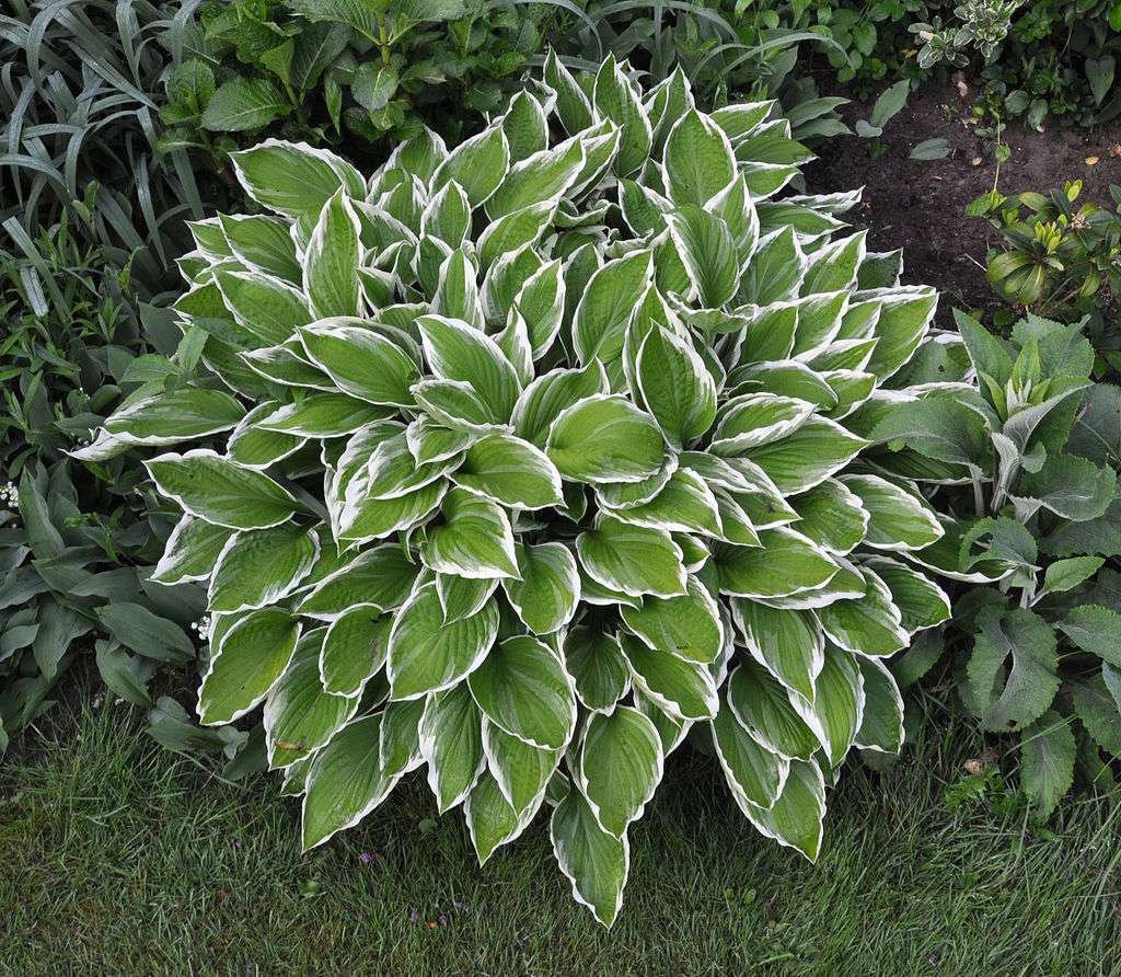 Hosta plant