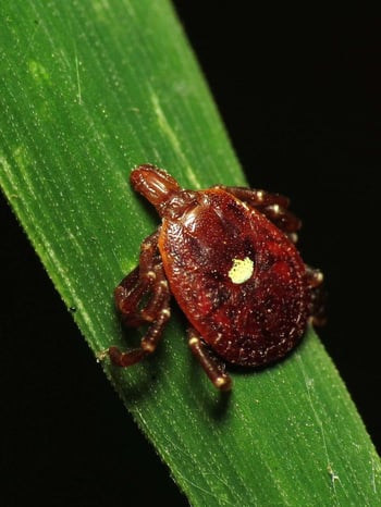 Lone Star Tick