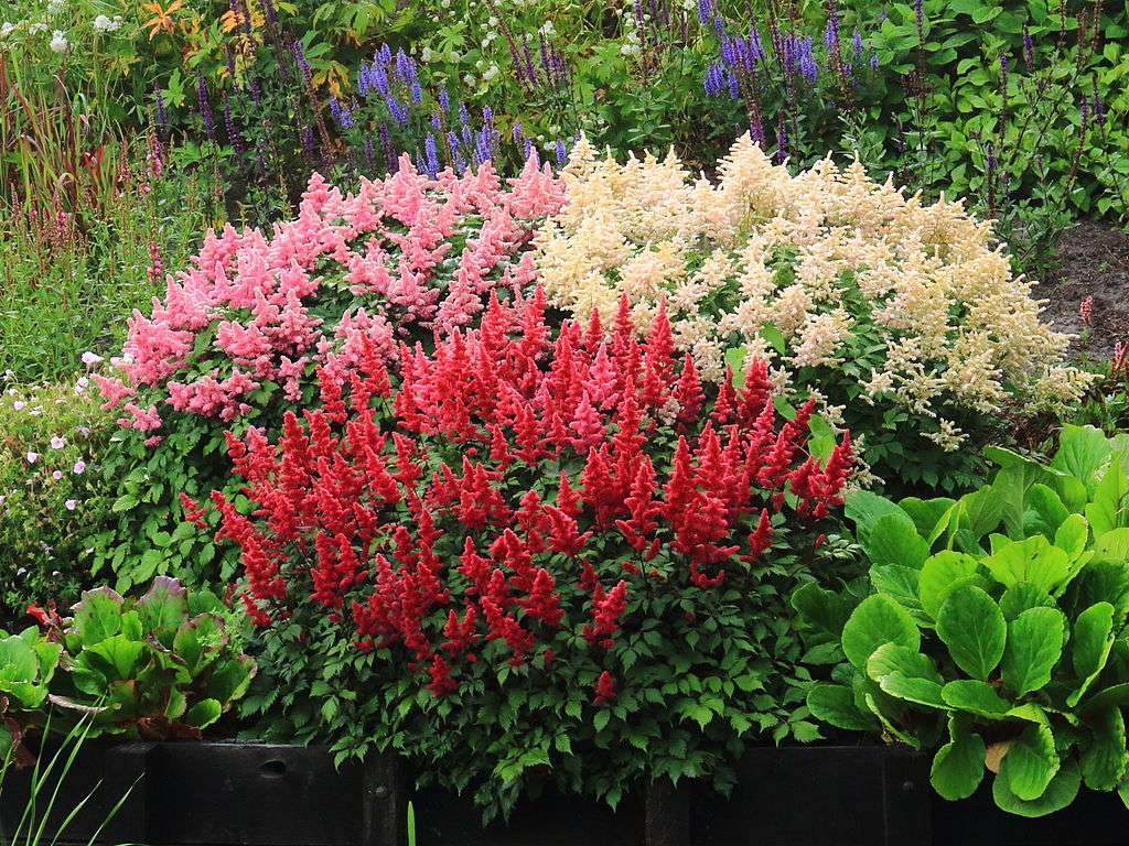 astilbe flowers