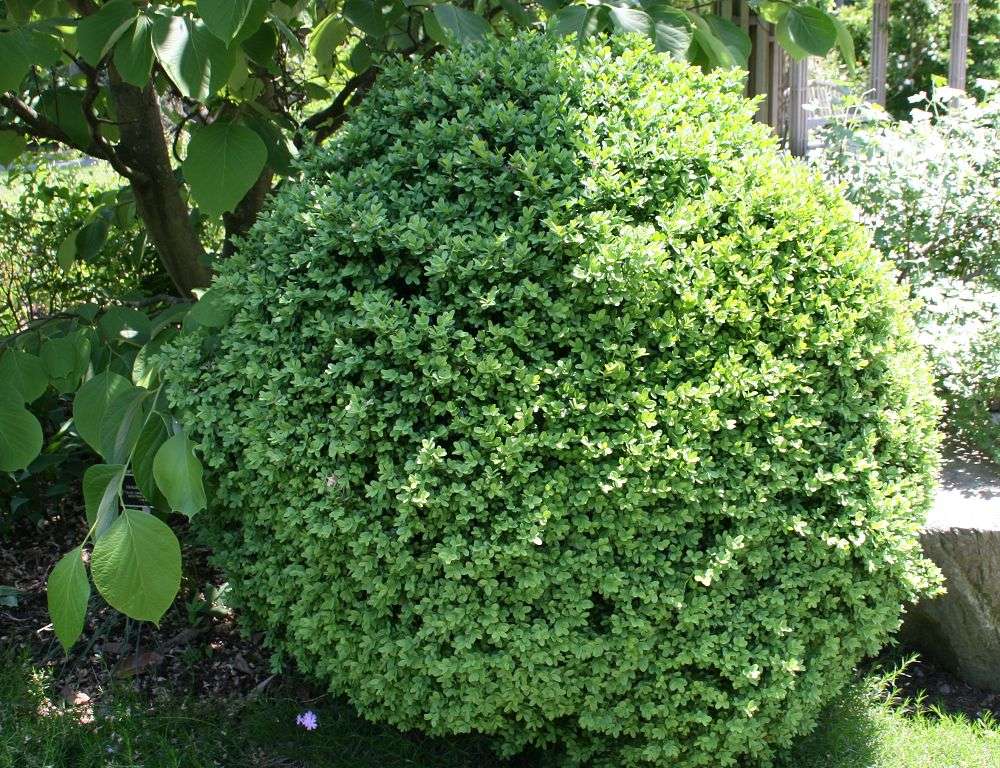 boxwood shrub