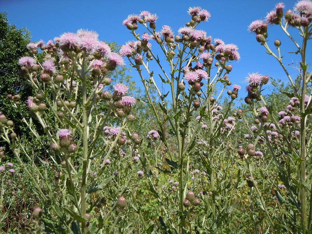 landscape weed canada thistle