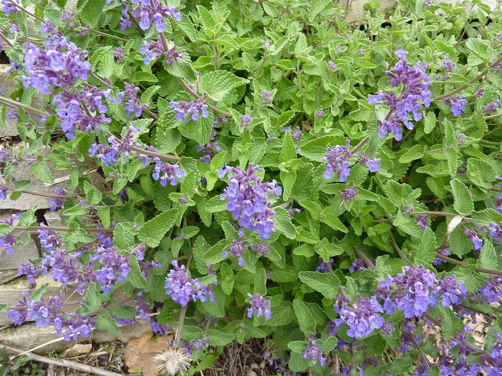 Catmint plant