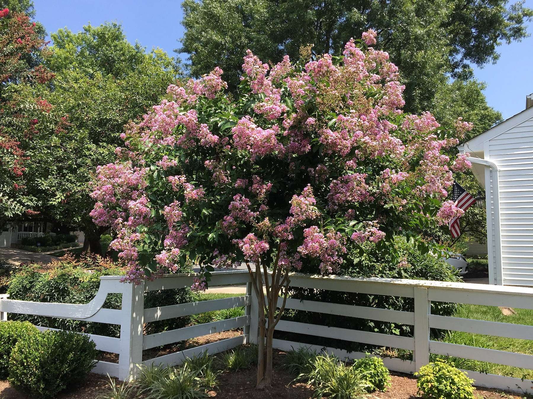 crape myrtle tree in Virginia