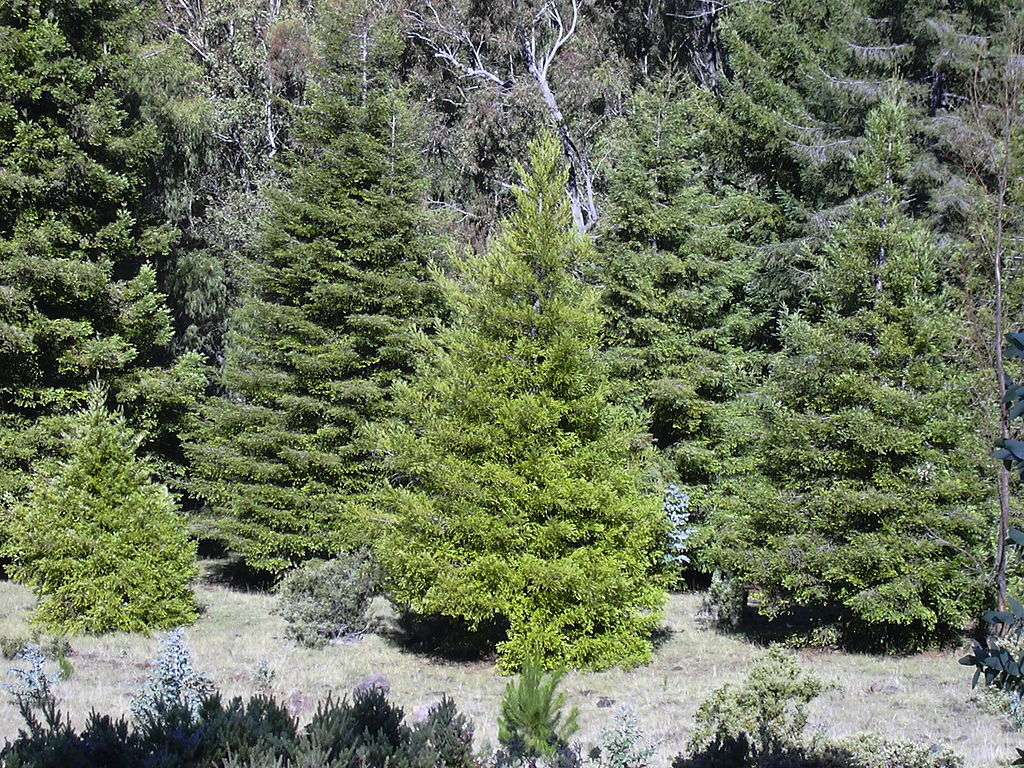 cryptomeria trees