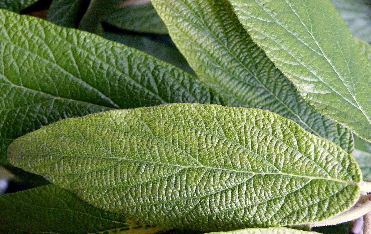 semi-evergreen plant for winter landscape