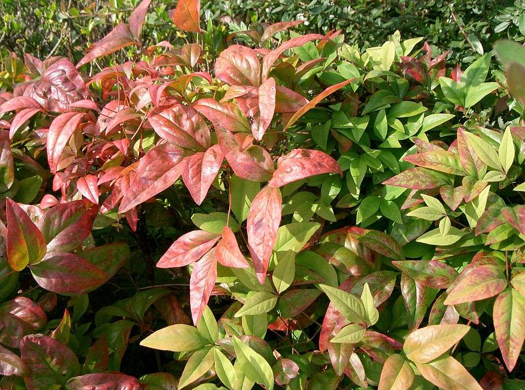 Nandina plant