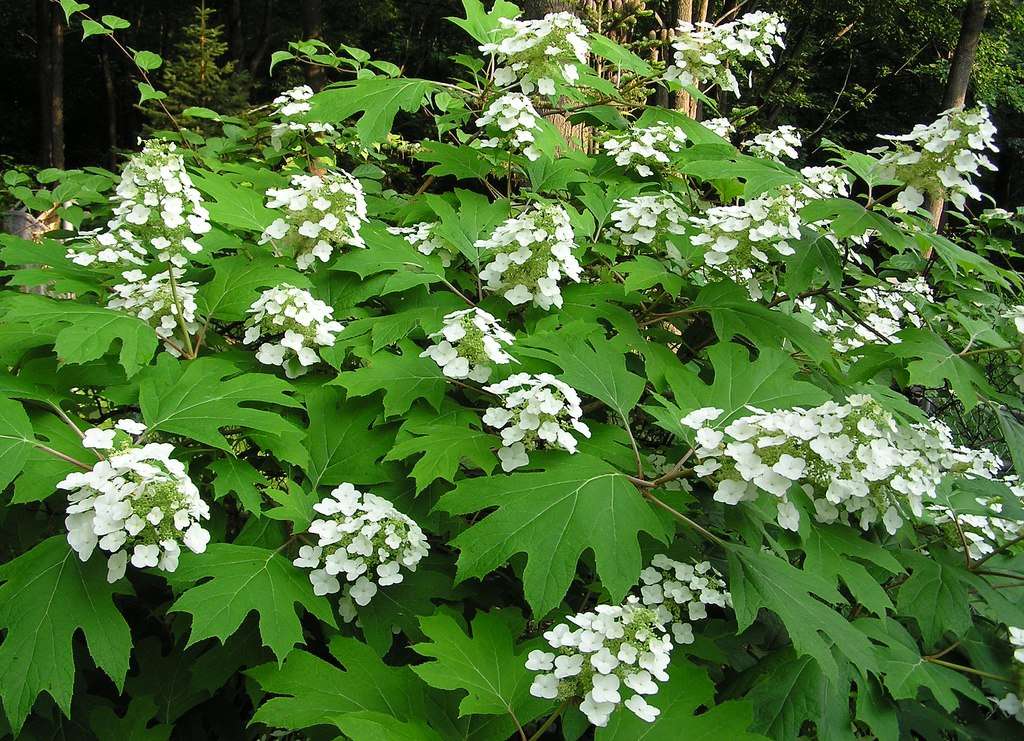 Ooakleaf hydrangea