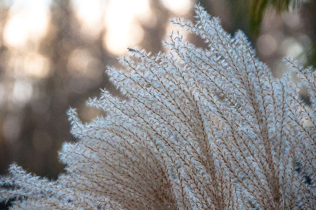 ornamental grass