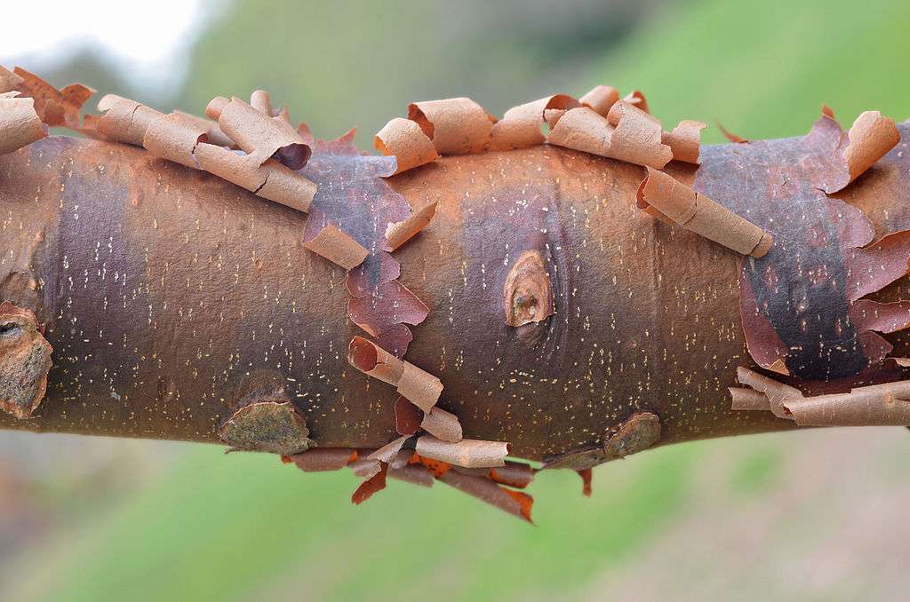 Unique tree bark for landscape design