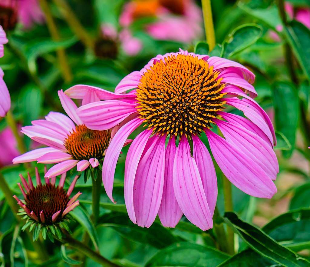 purple coneflower