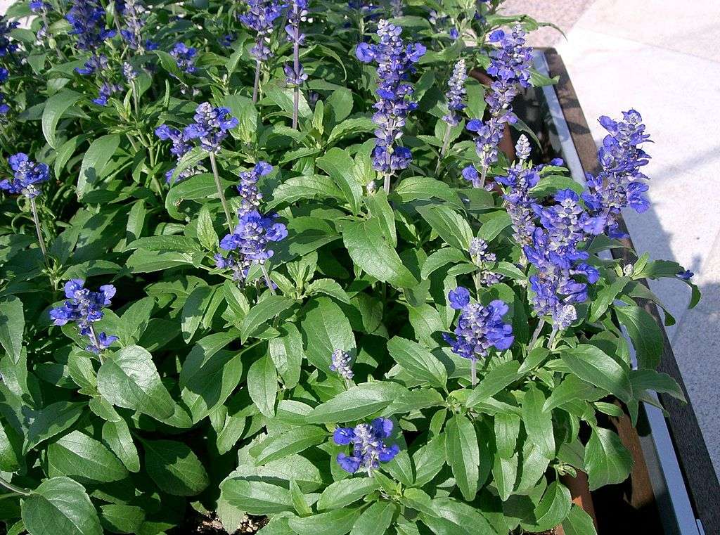 salvia plant