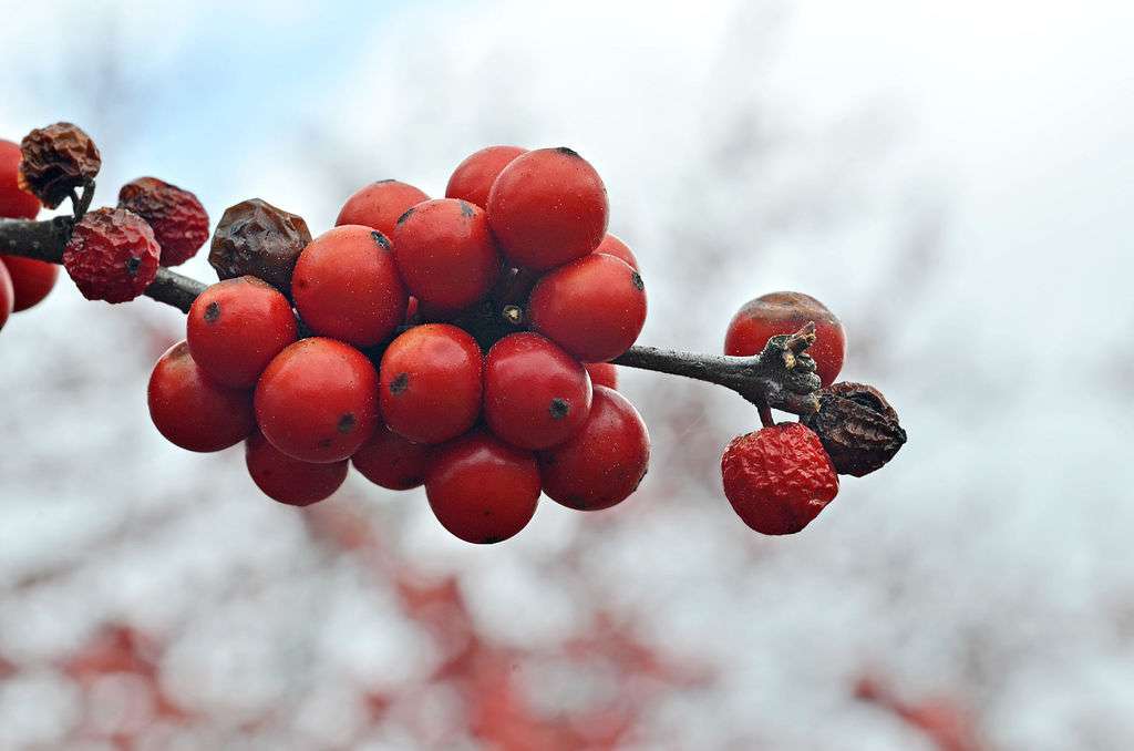 Fruit tree for beautiful winter landscape