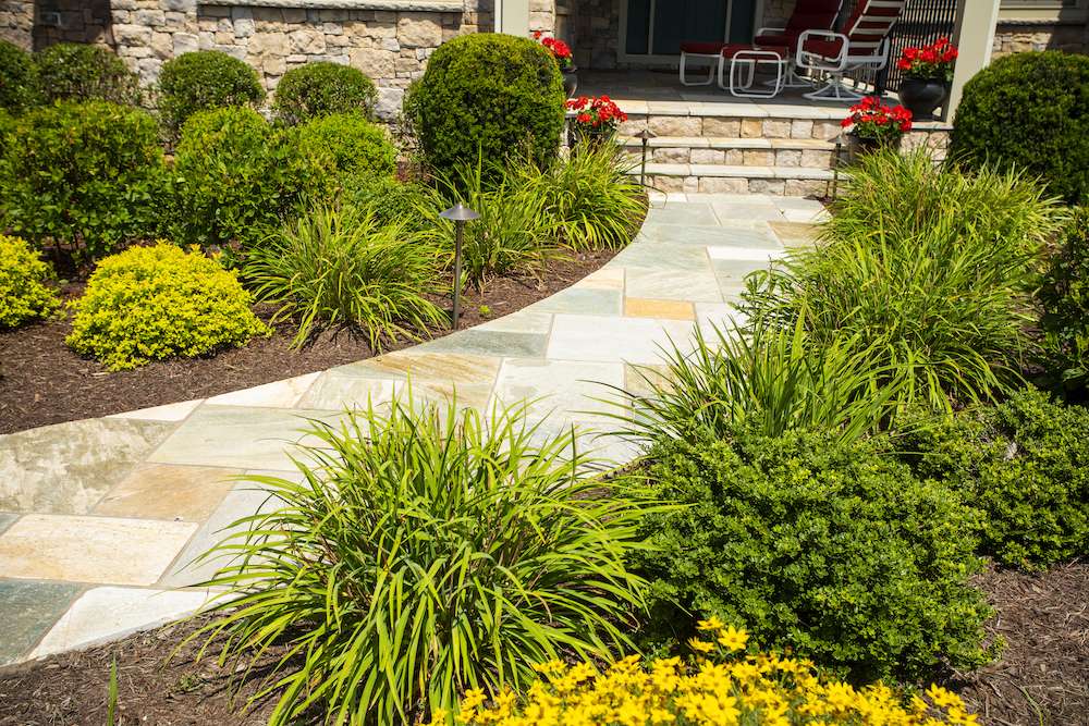 walkway lined with healthy plantings