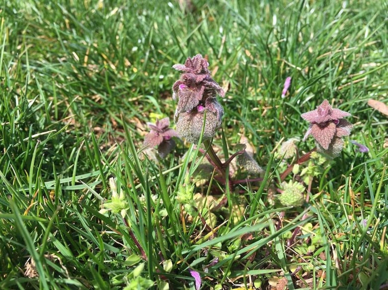 Your Go To Guide On Lawn Weed Identification And Care Services Henbit Lawn Weed