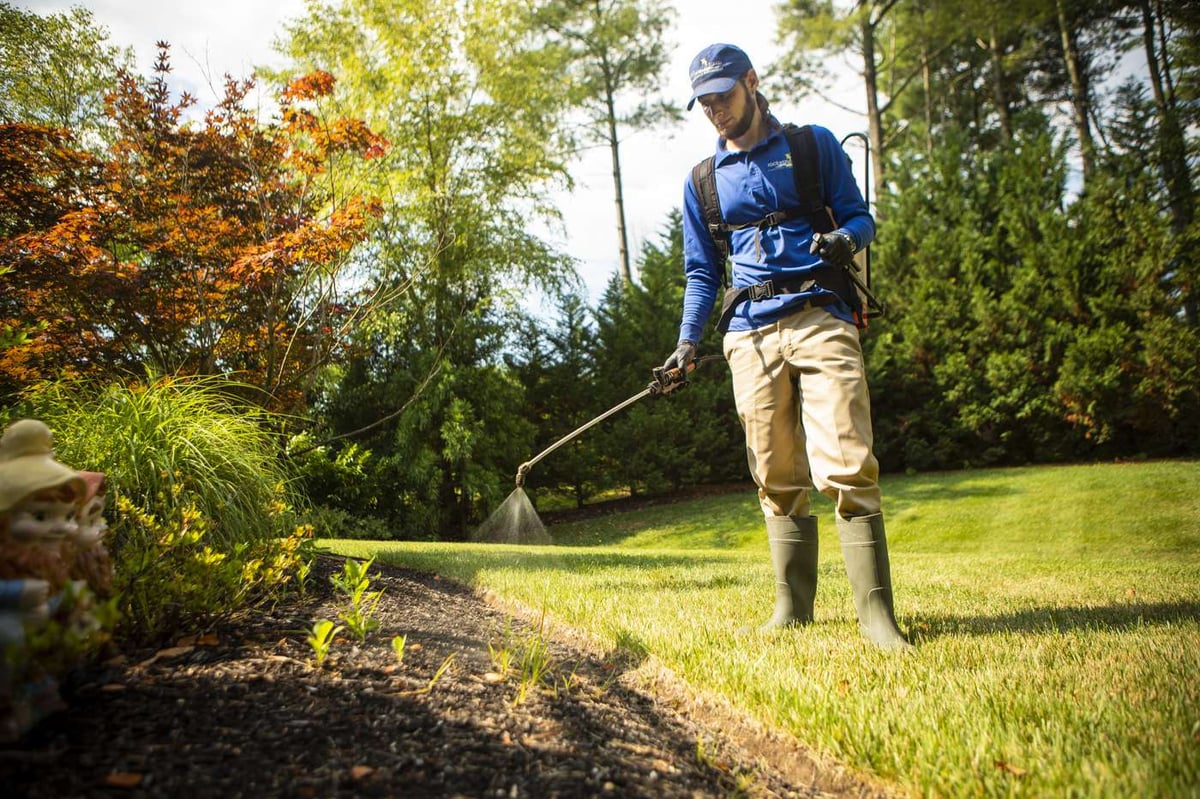 lawn technician spraying weeds