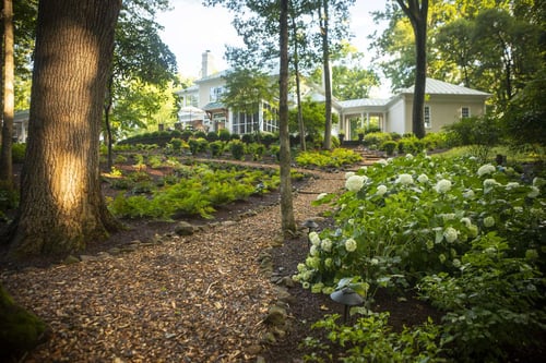 landscape with plantings, trees, and walkway