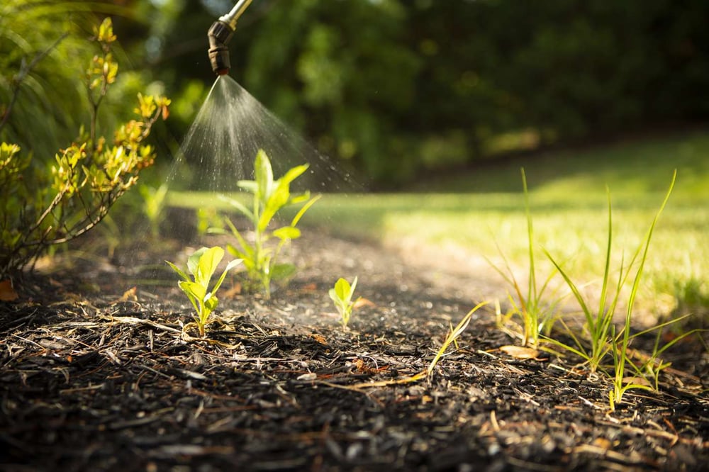 weeds in mulch from mild winter