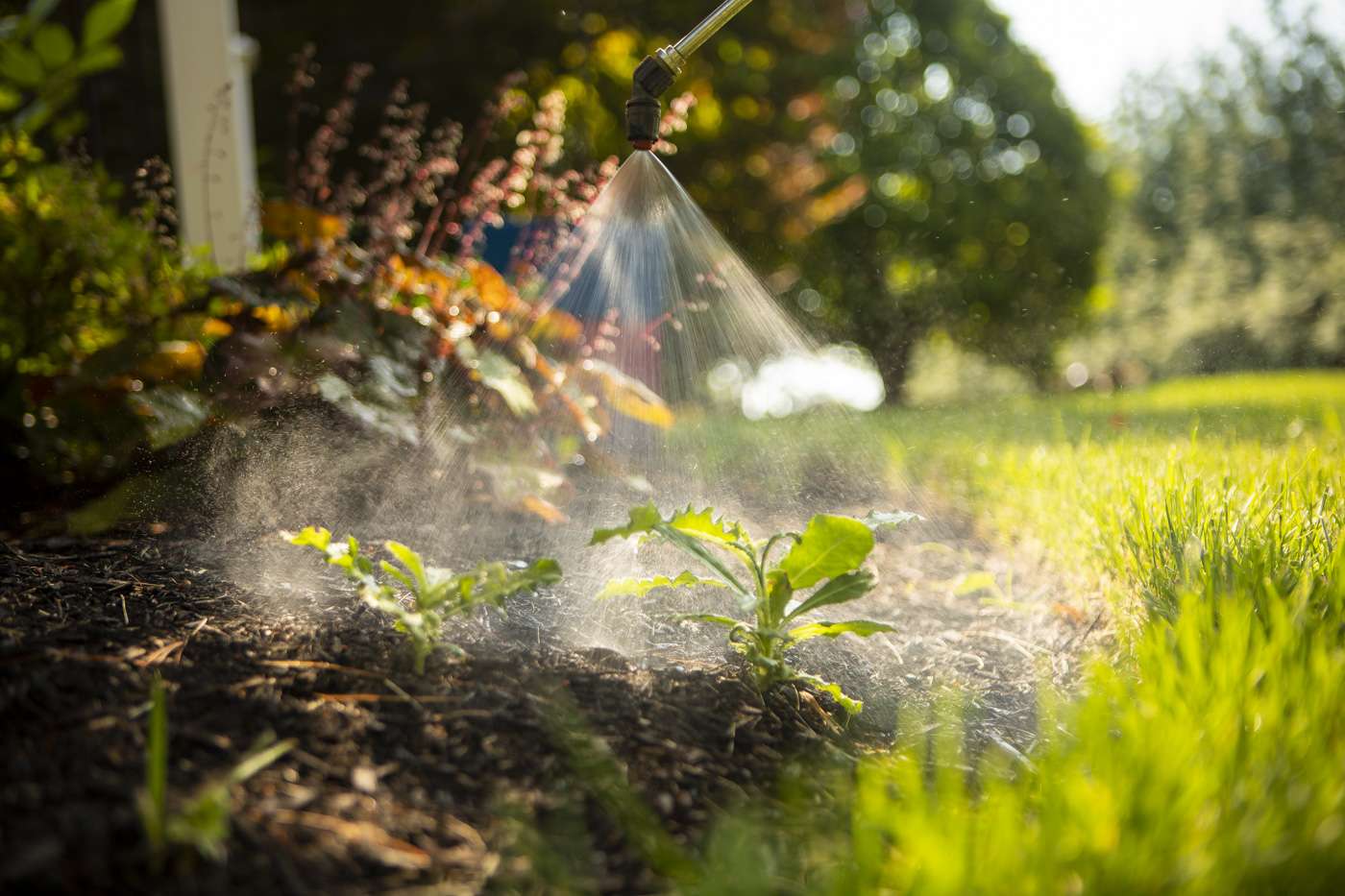 Weed Control and Fertilizer