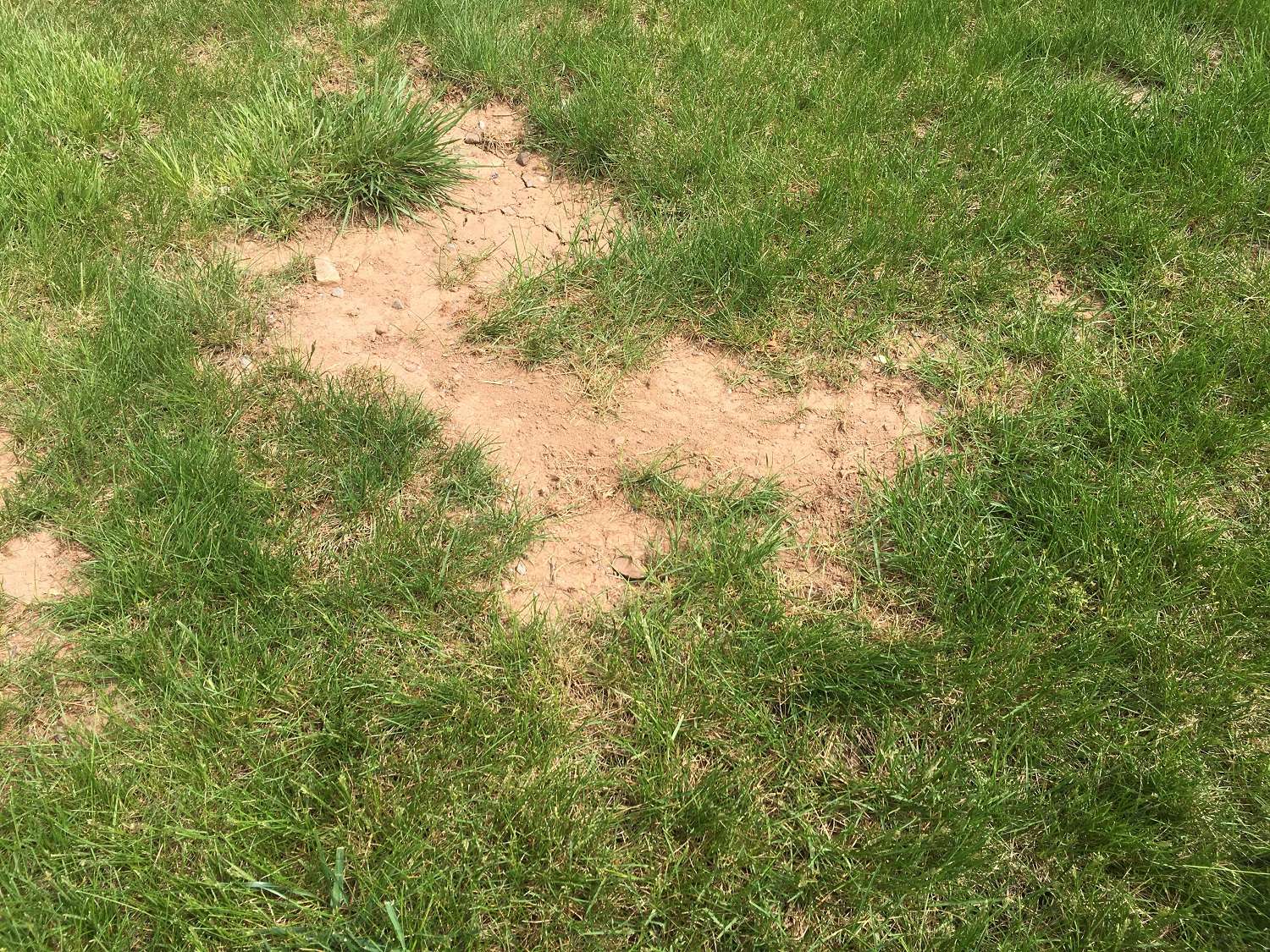 dead spots in lawn caused by leaf build up