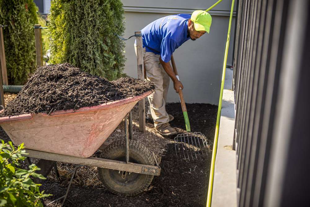 landscape maintenance crew spreads mulch out of wheelbarrow into landscape bed