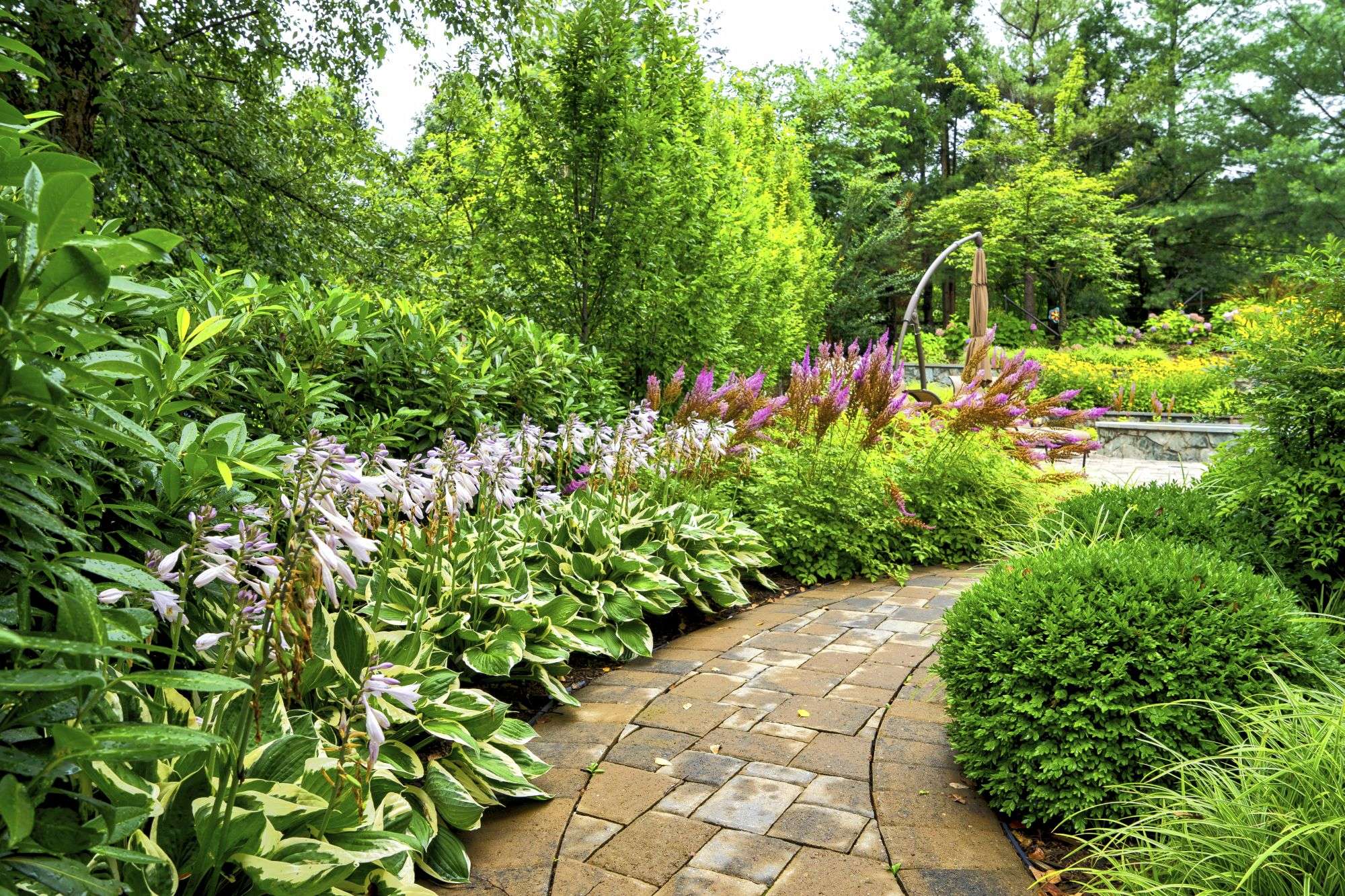 Walkway surrounded by plants for privacy