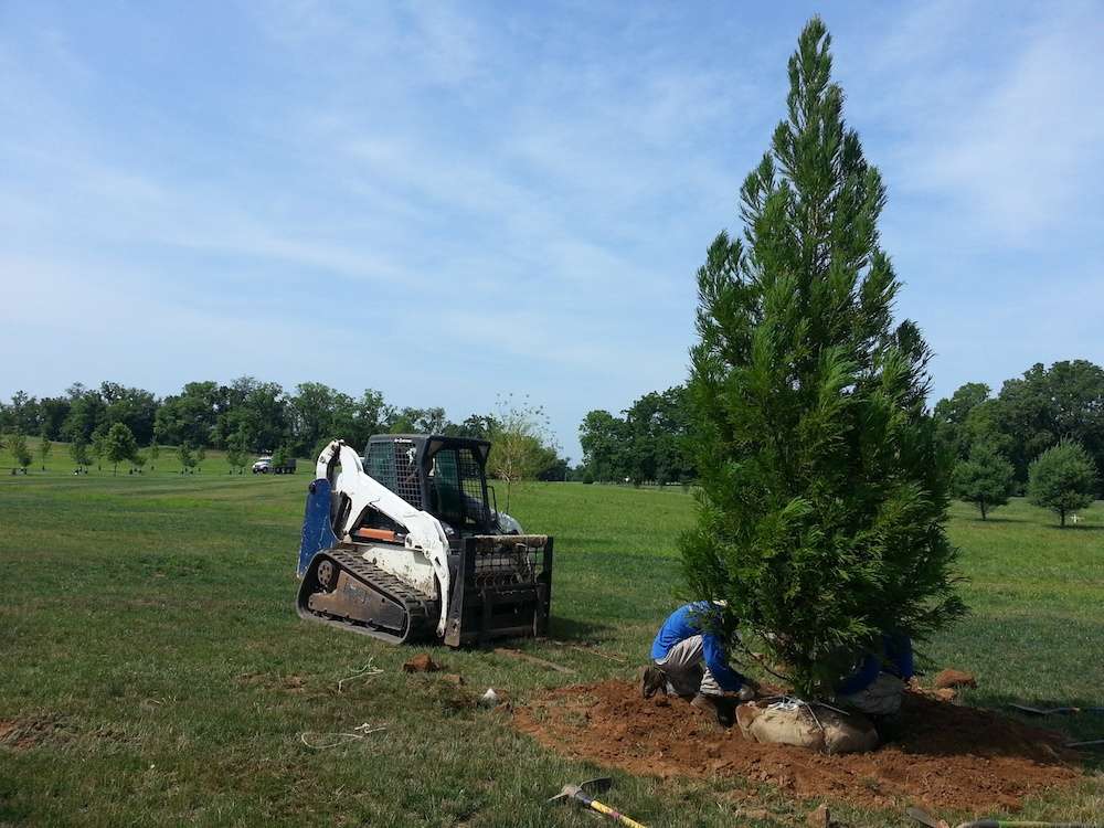 landscape professionals plant tree using skid loader