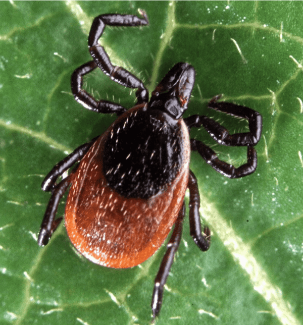 Facts About Ticks and How to Control Them at Your Northern Virginia