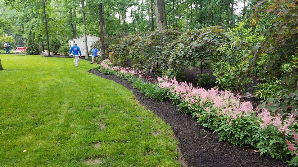 Backyard plant privacy screen and mulch