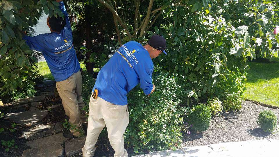 Proper pruning involves selective cuts