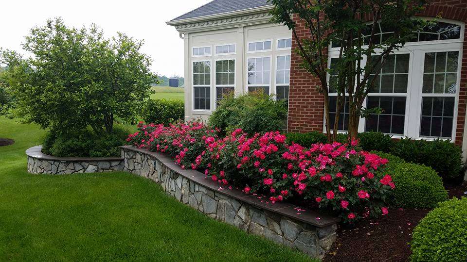 stone-wall-roses-planting