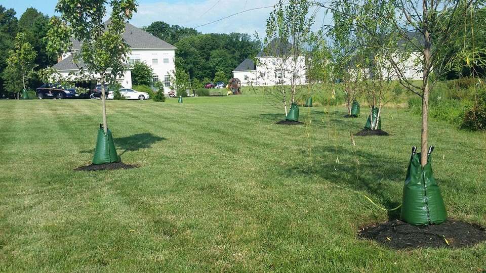 tree watering bags
