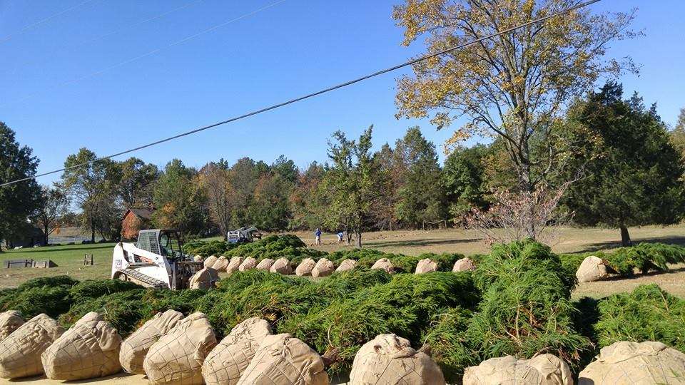 trees being planted for privacy