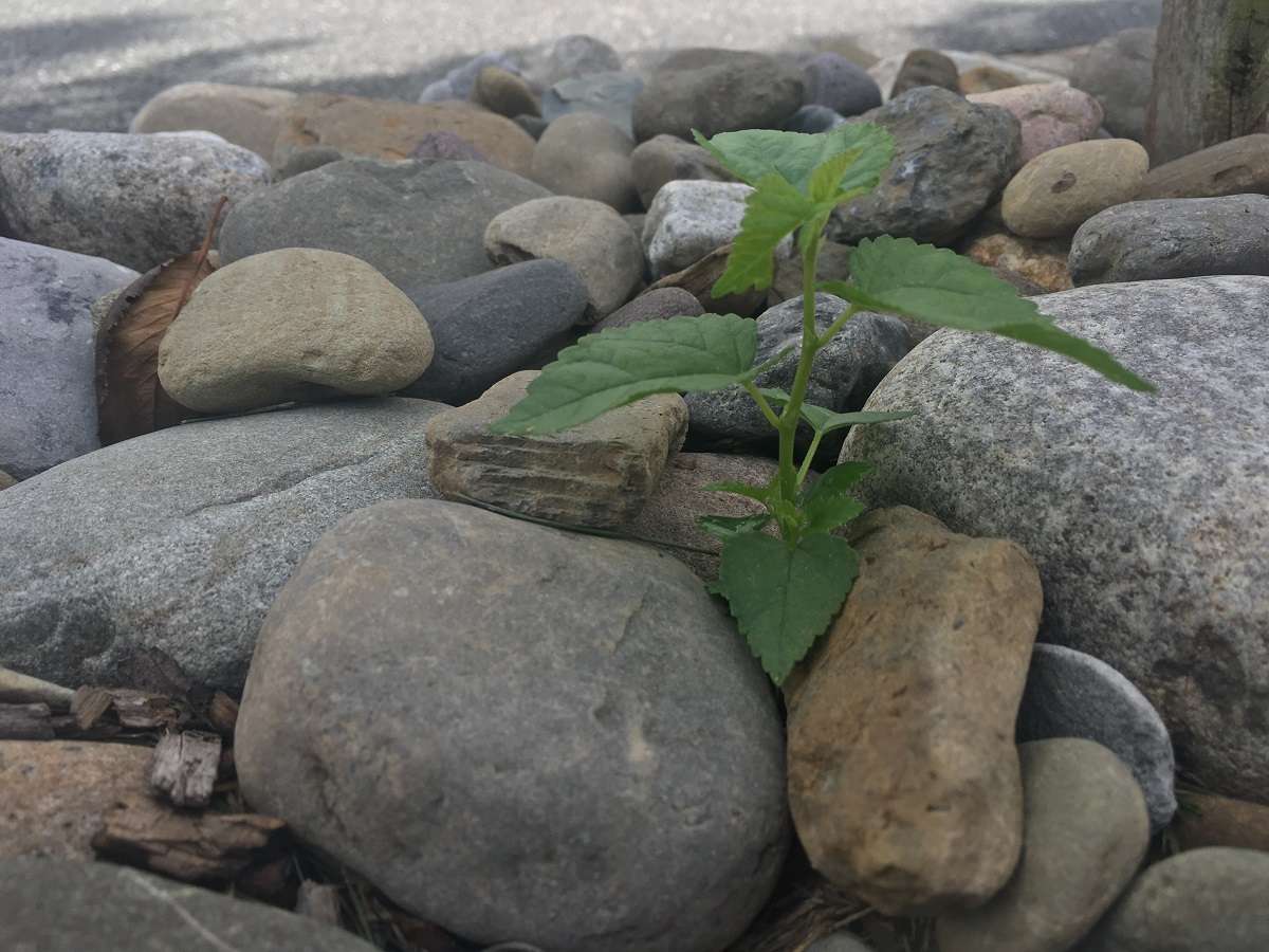 weed in landscape rock