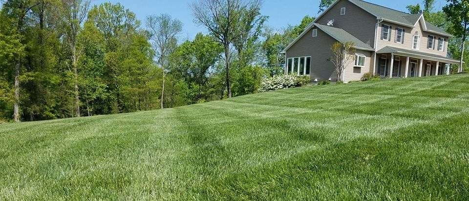 weed-free-lawn