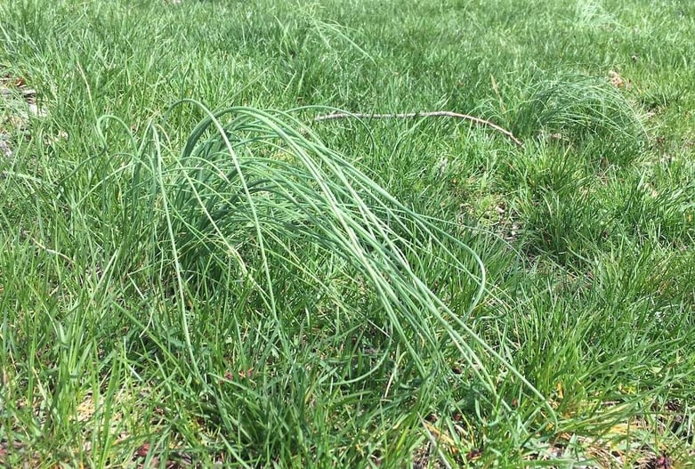 Your GoTo Guide on Lawn Weed Identification and Lawn Care Services in