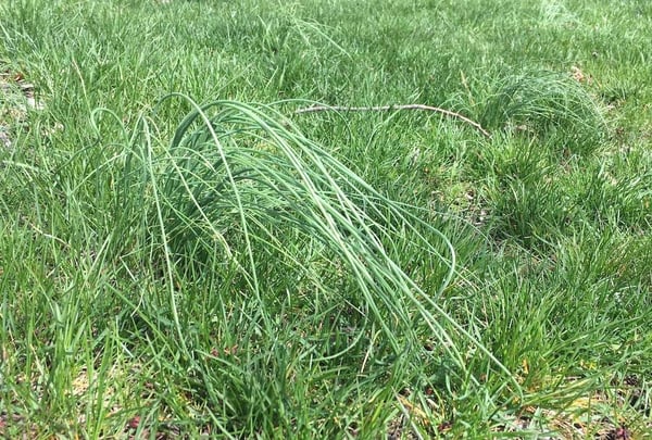 wild garlic onion lawn weed wild garlic onion lawn weed