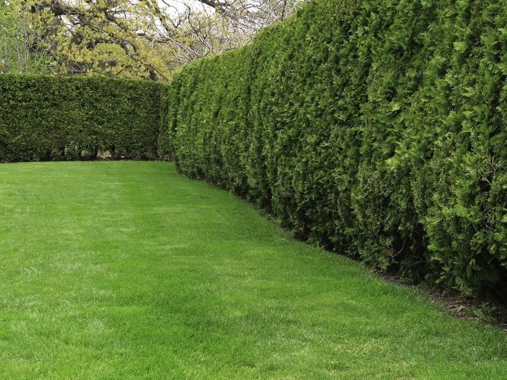 well-trimmed hedges